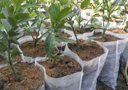 乐橙国际·lc8(中国游)官方网站